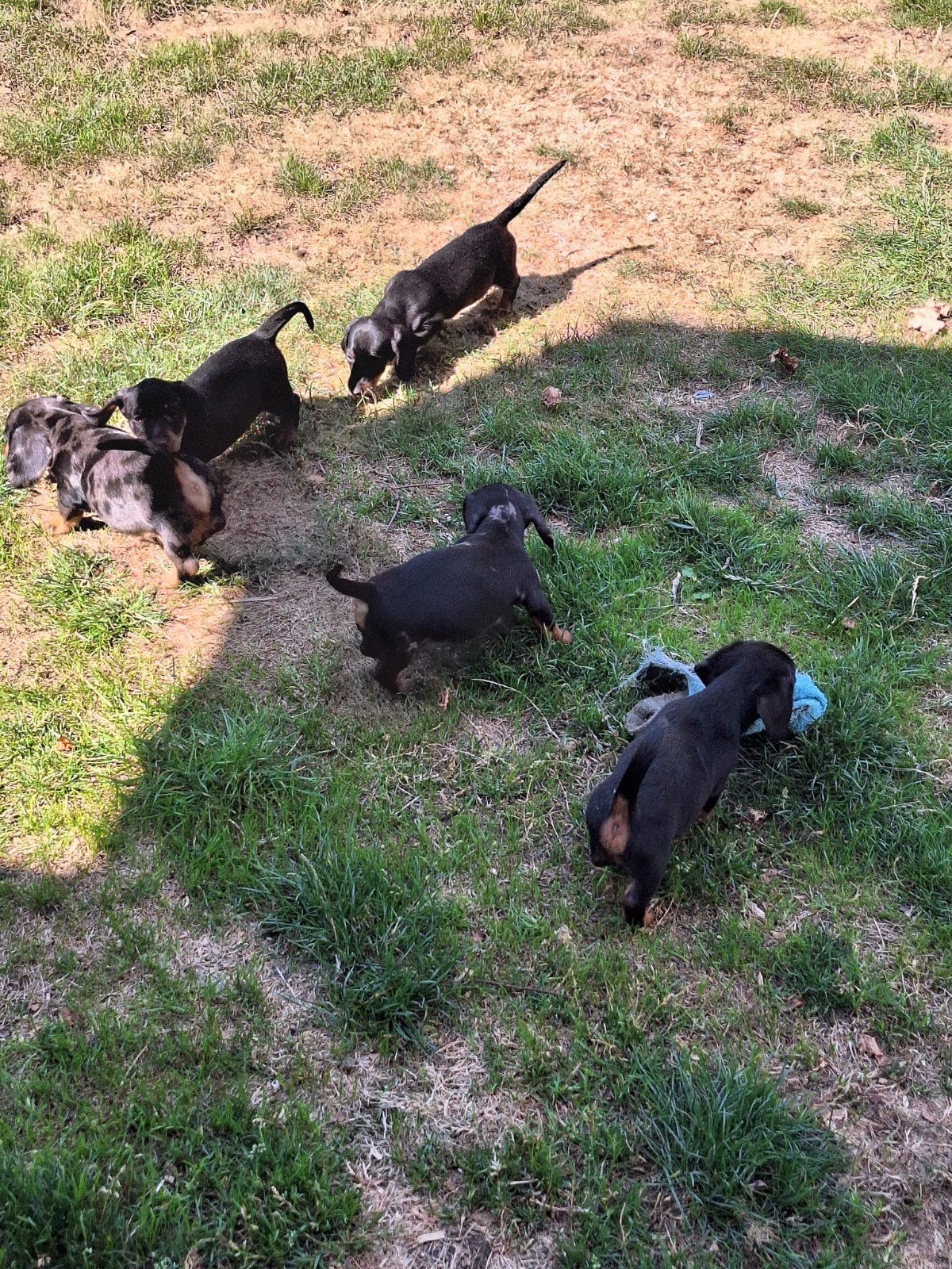 Dwergteckel puppy's, Dieren en Toebehoren, Honden | Teckels en Dashonden, België, CDV (hondenziekte), 8 tot 15 weken, Korthaar