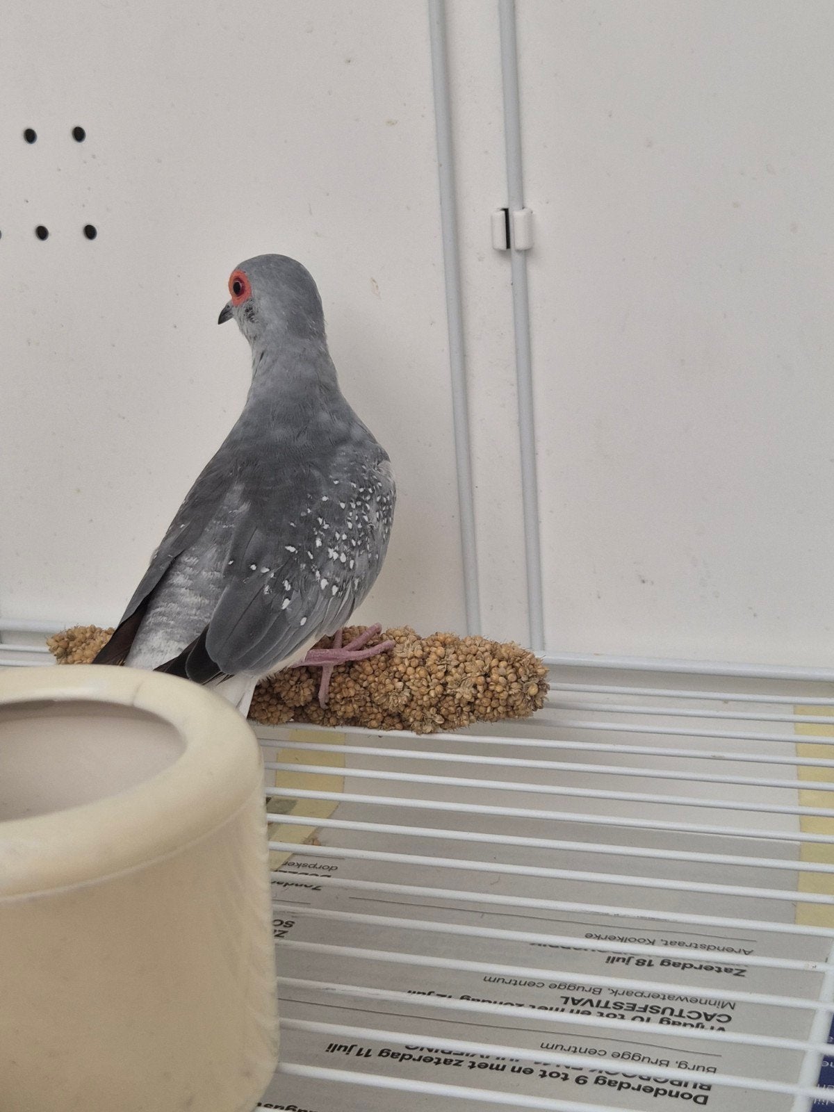 Diamantduif Man 2024, Dieren en Toebehoren, Mannelijk, Overige soorten