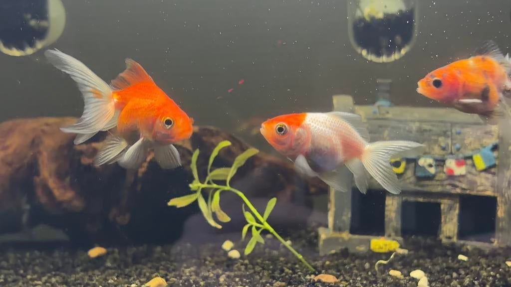 Oranda Goudvissen