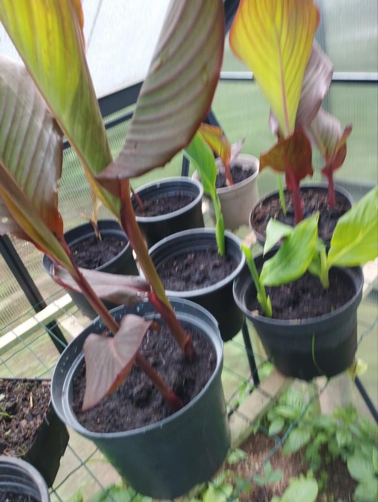 Cana`s, Tuin en Terras, Ophalen