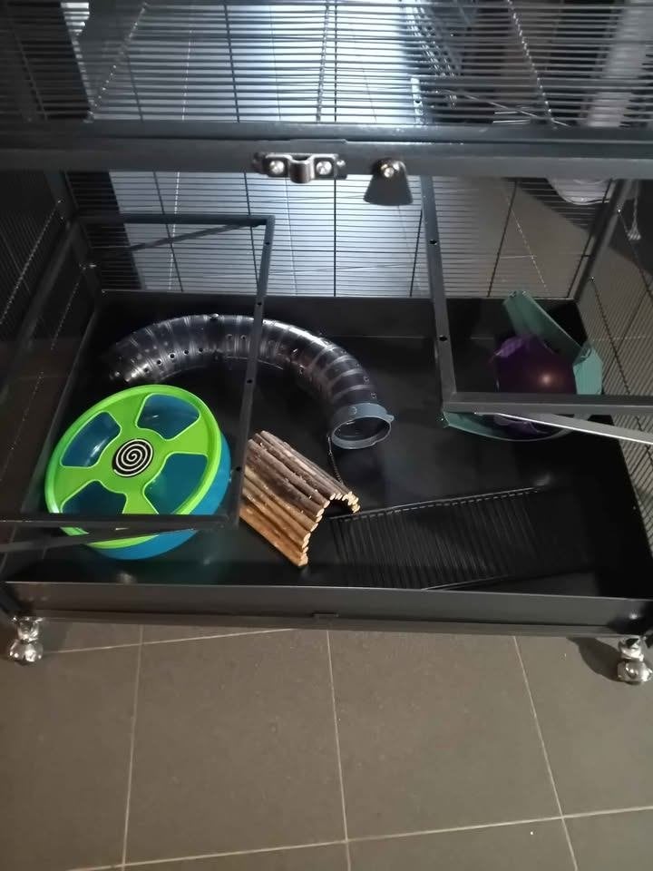 kooi, Ophalen, Nieuw, Kooi, Cavia