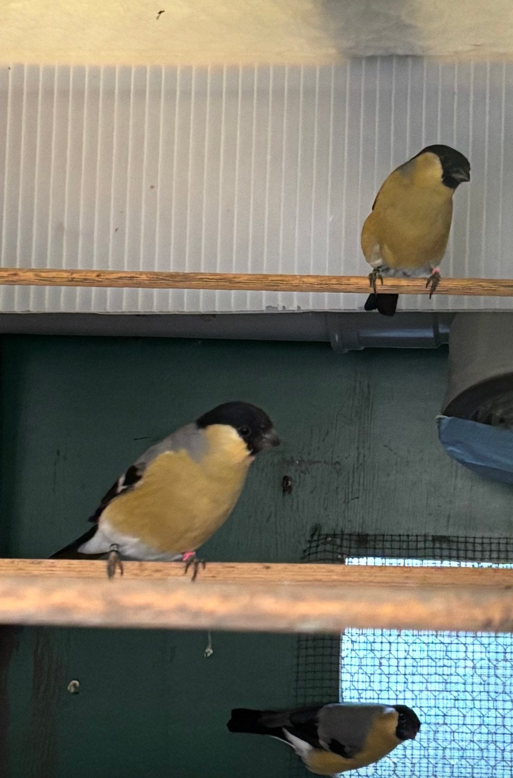 Gele goudvink mannen split satinet, Dieren en Toebehoren, Mannelijk, Wildzangvogel, Geringd