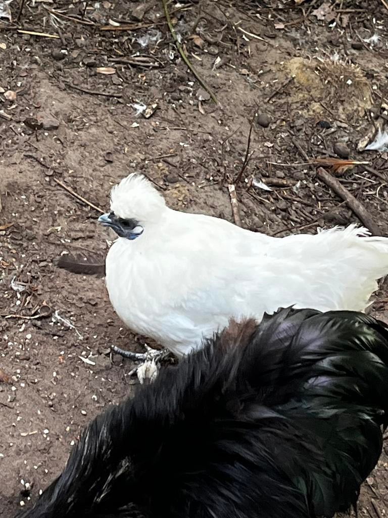 5 hennen ongebaarde zijdehoen gladveer, Dieren en Toebehoren