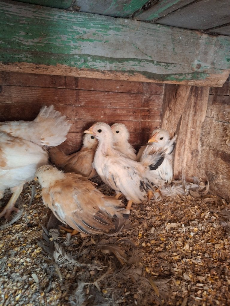5 poussins shabo de 5 semaine, Meerdere dieren, Kip