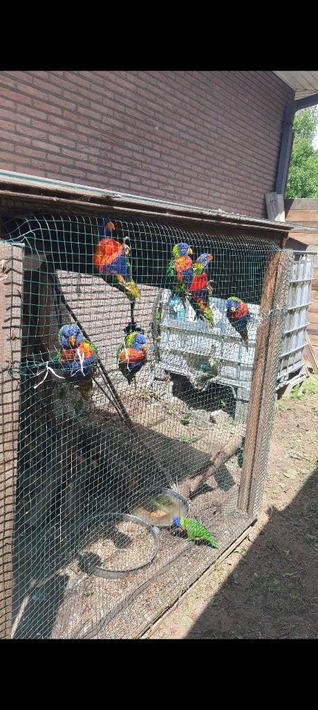 Lori van blauwe bergen 9 stuks van 2025-2026, Dieren en Toebehoren, Meerdere dieren, Papegaai