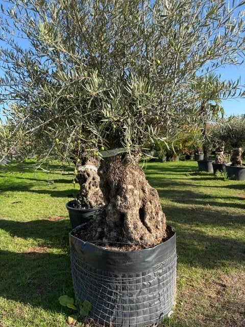 TE KOOP grote oude olijfboom & mooie volle kruin NR:BA -19, Lente, 100 tot 250 cm, Olijfboom, Ophalen