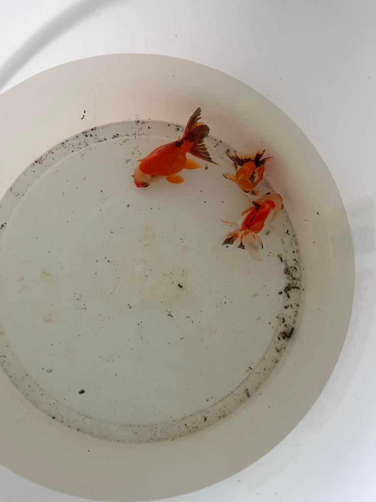 Oranda