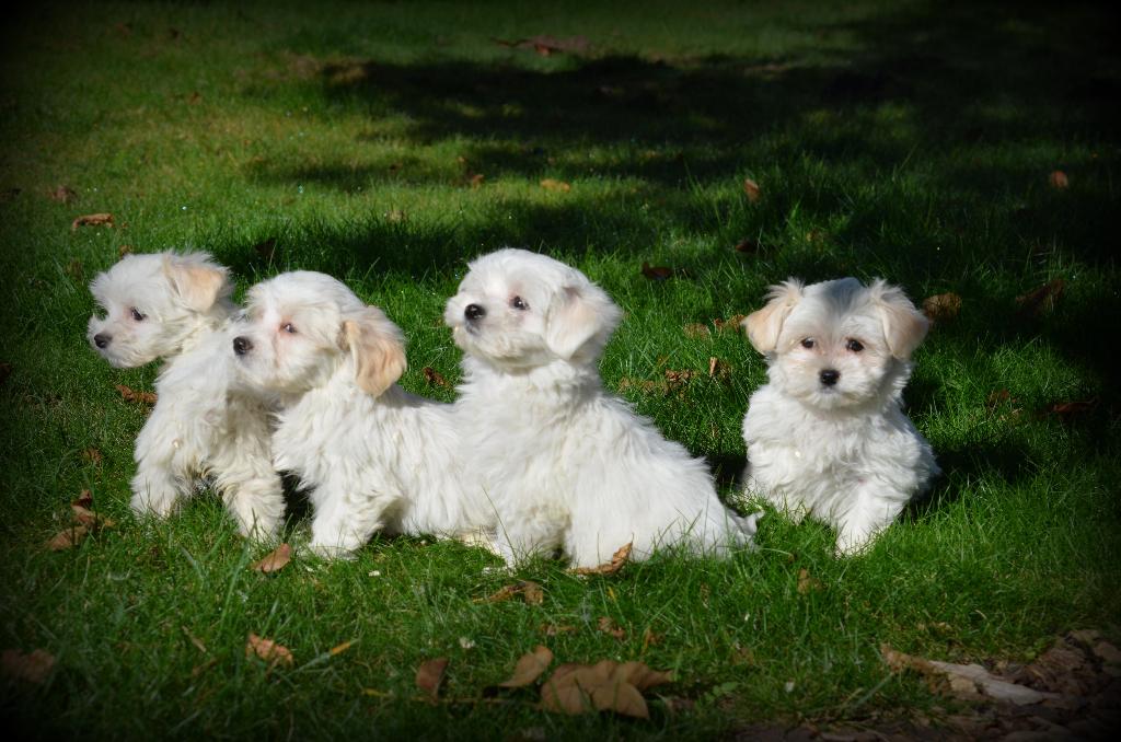 Maltezer pups, Dieren en Toebehoren, Honden | Chihuahua's en Gezelschapshonden, Parvo, België, Maltezer, 8 tot 15 weken