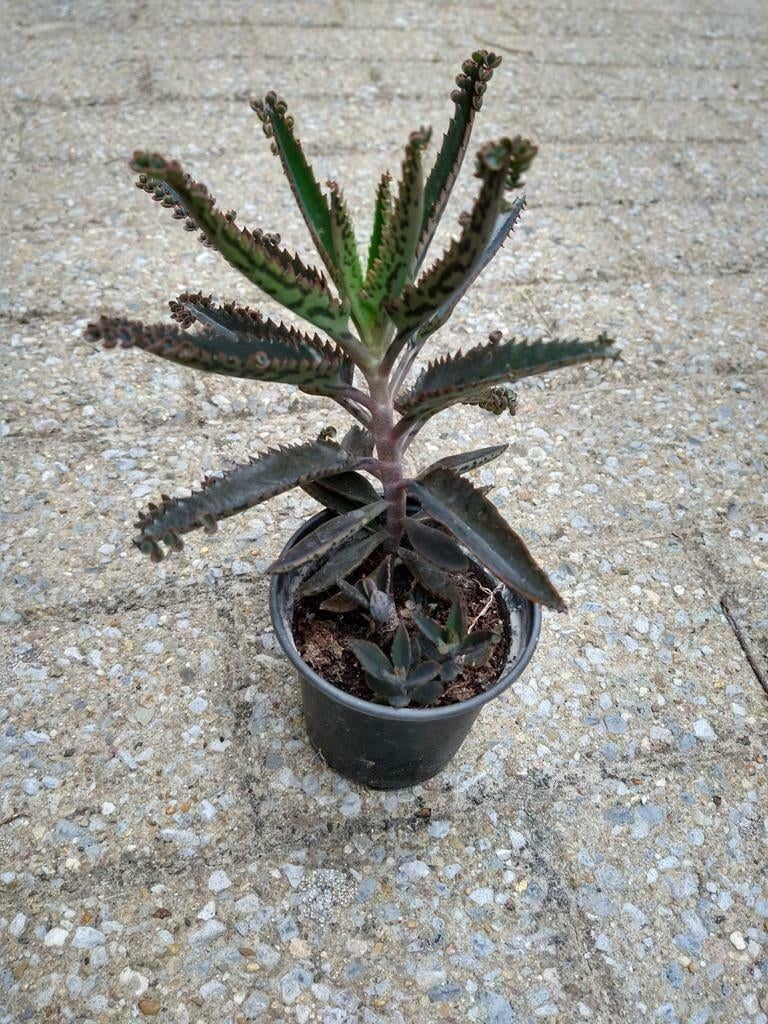 Mother of thousands, Vetplant, Verzenden, In pot, Minder dan 100 cm