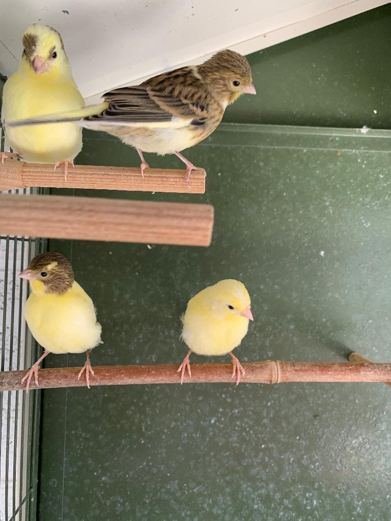Kanaries, Dieren en Toebehoren, Geslacht onbekend, Zangkanarie