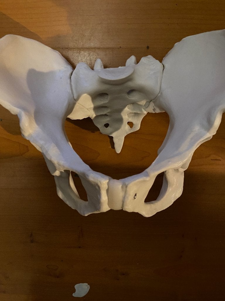 Anatomisch model, vrouwelijk bekken skelet, nieuw, Ophalen of Verzenden, Nieuw