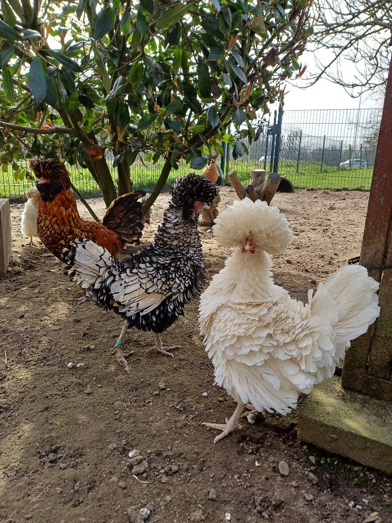 Te koop broedeieren baardkuifhoen (Padua), Geslacht onbekend, Kip