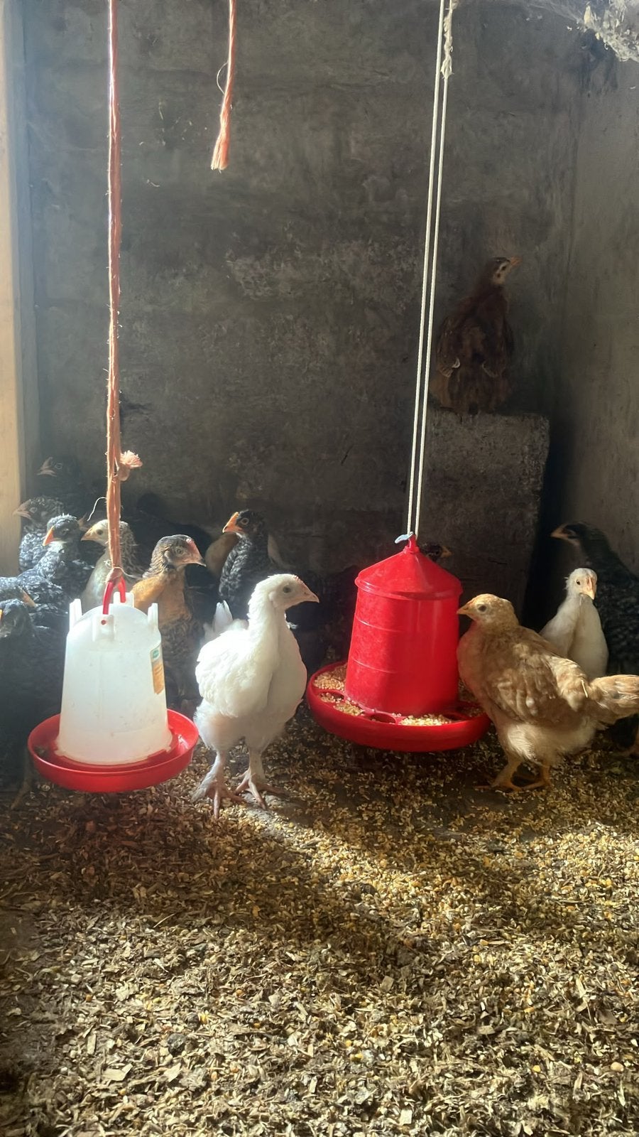 Poussins coucous de Malines