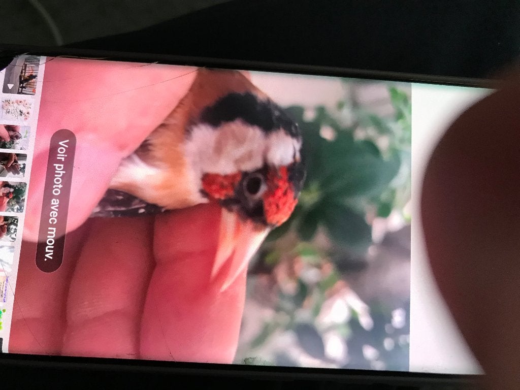 Oiseaux Chardenneret parva, Mâle, Oiseau chanteur sauvage, Domestique