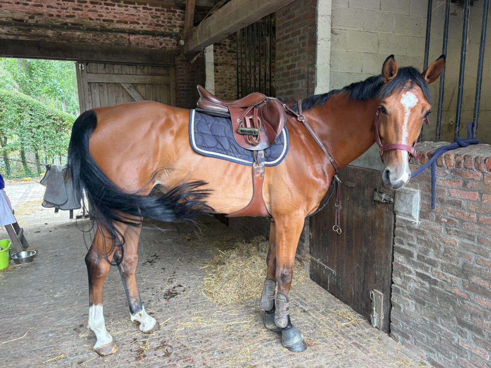 Paard te koop, Dieren en Toebehoren, Ruin, Zadelmak, 165 tot 170 cm, 3 tot 6 jaar