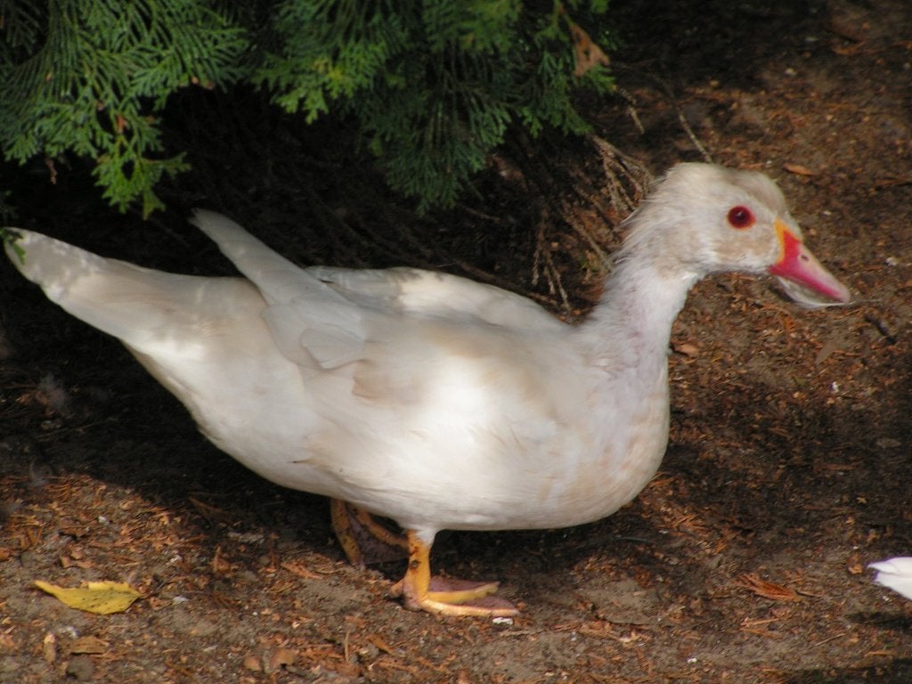 witte carolina woerd, Dieren en Toebehoren
