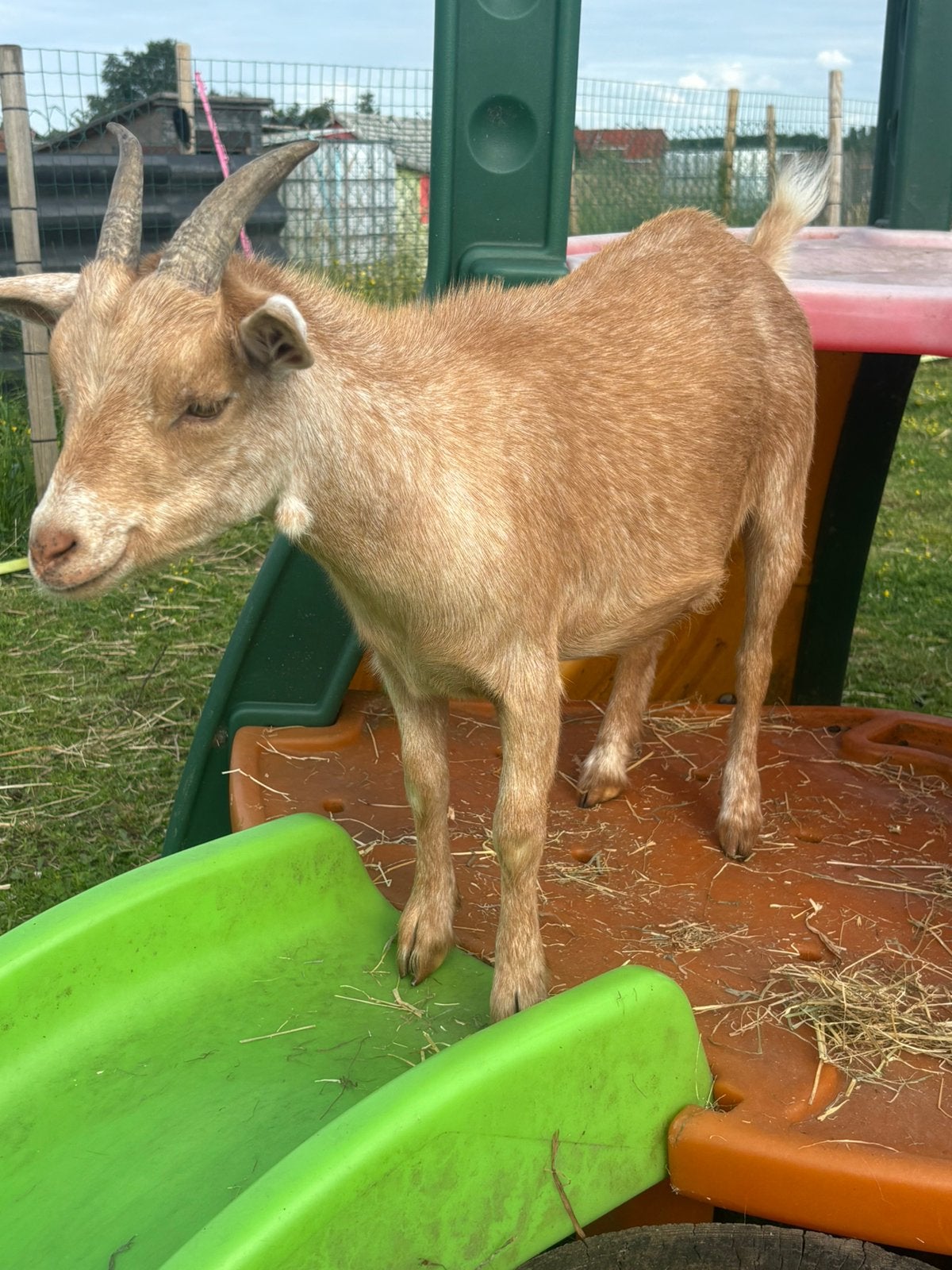Mieke dwerggeit, Dieren en Toebehoren
