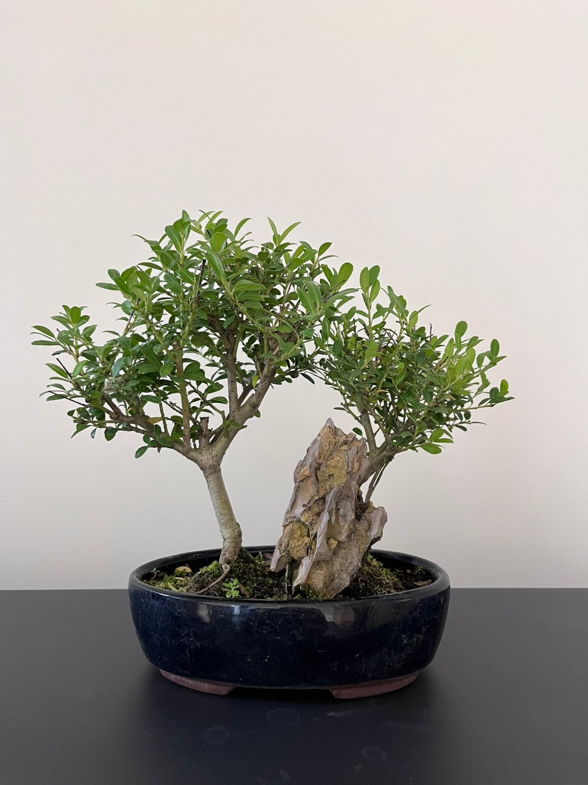 Ligustrum Bonsai, Tuin en Terras, Planten | Bomen, Ophalen