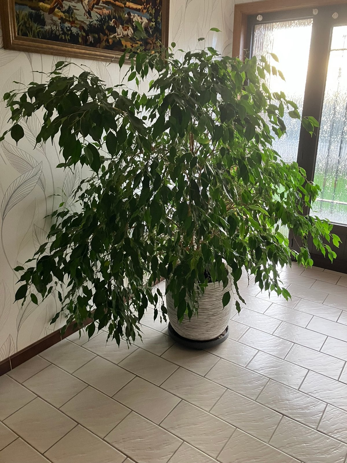 Grote kamerplant, Huis en Inrichting, Ophalen