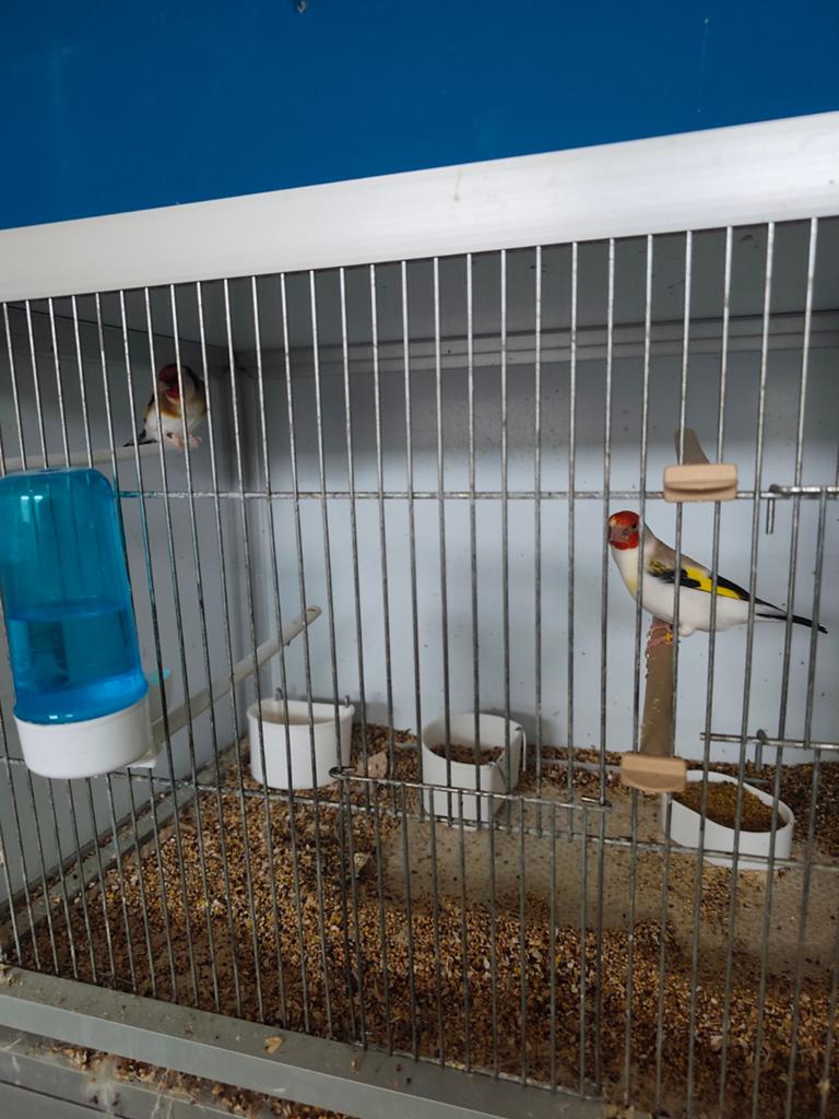 3 paires de chardonnerets, Animaux & Accessoires, Oiseaux | Canaris