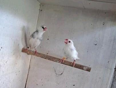 Koppel Rijstvogels, Dieren en Toebehoren, Vogels | Kanaries