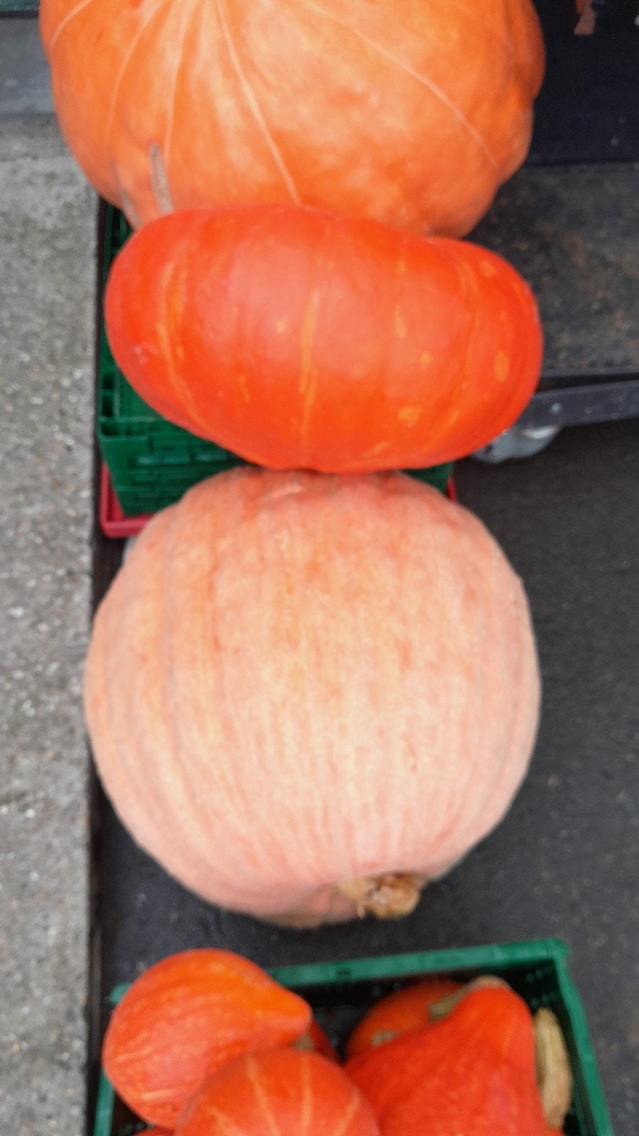 pompoen,  nieuwe oogst, 0,99/kg, Ophalen