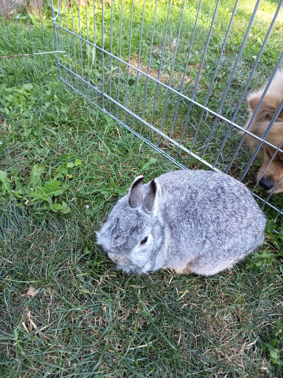 Chinchilla dwergkonijntje., Animaux & Accessoires, Lapins