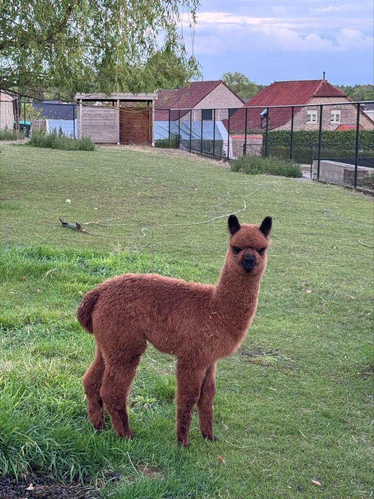 Alpaca merrie, Dieren en Toebehoren, Overige Dieren, Februari, Vrouwelijk