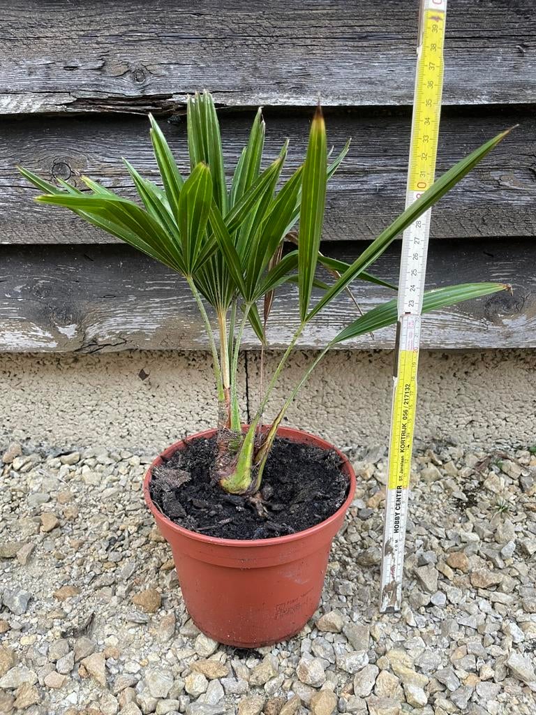 Palmboom 25cm, Tuin en Terras, Planten | Tuinplanten, Ophalen