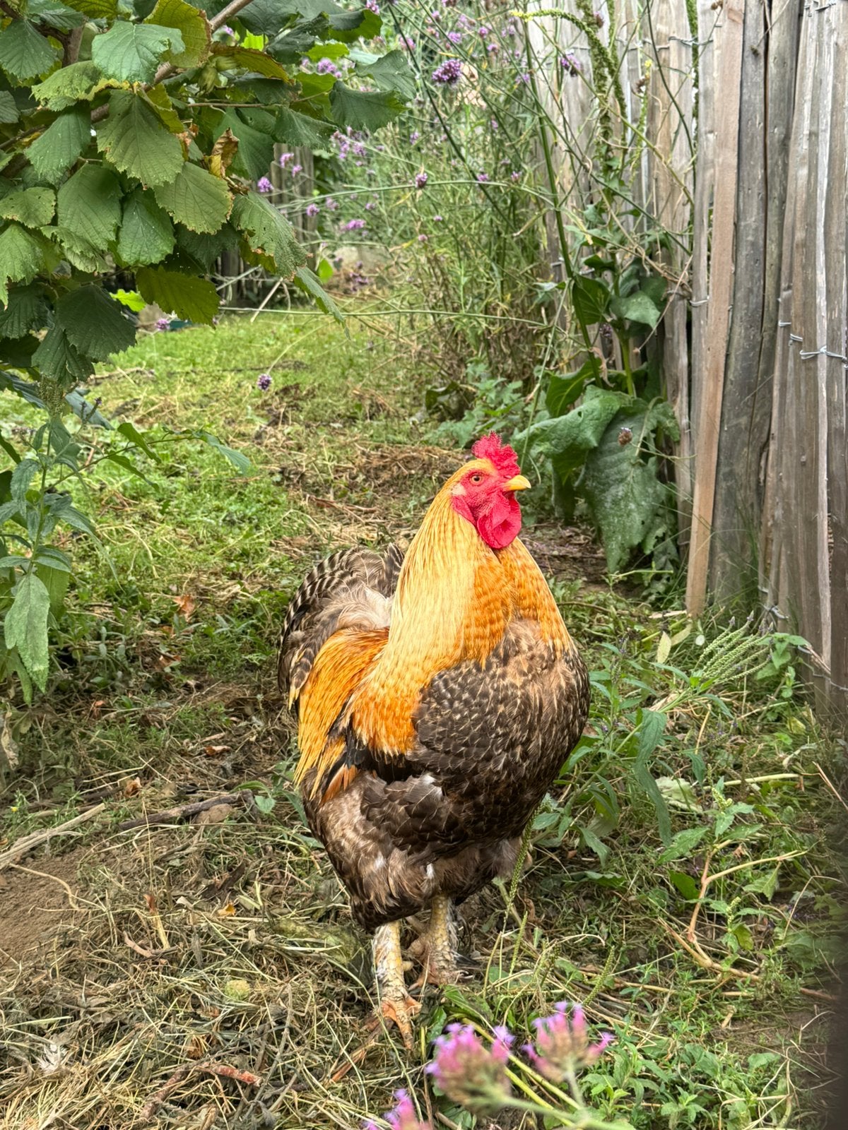 Hanen uit eigen kweek, Dieren en Toebehoren, Pluimvee
