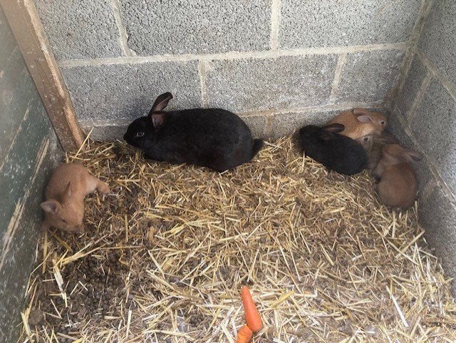 Moeder konijn met 6 jongen, Dieren en Toebehoren, Mei, Meerdere dieren