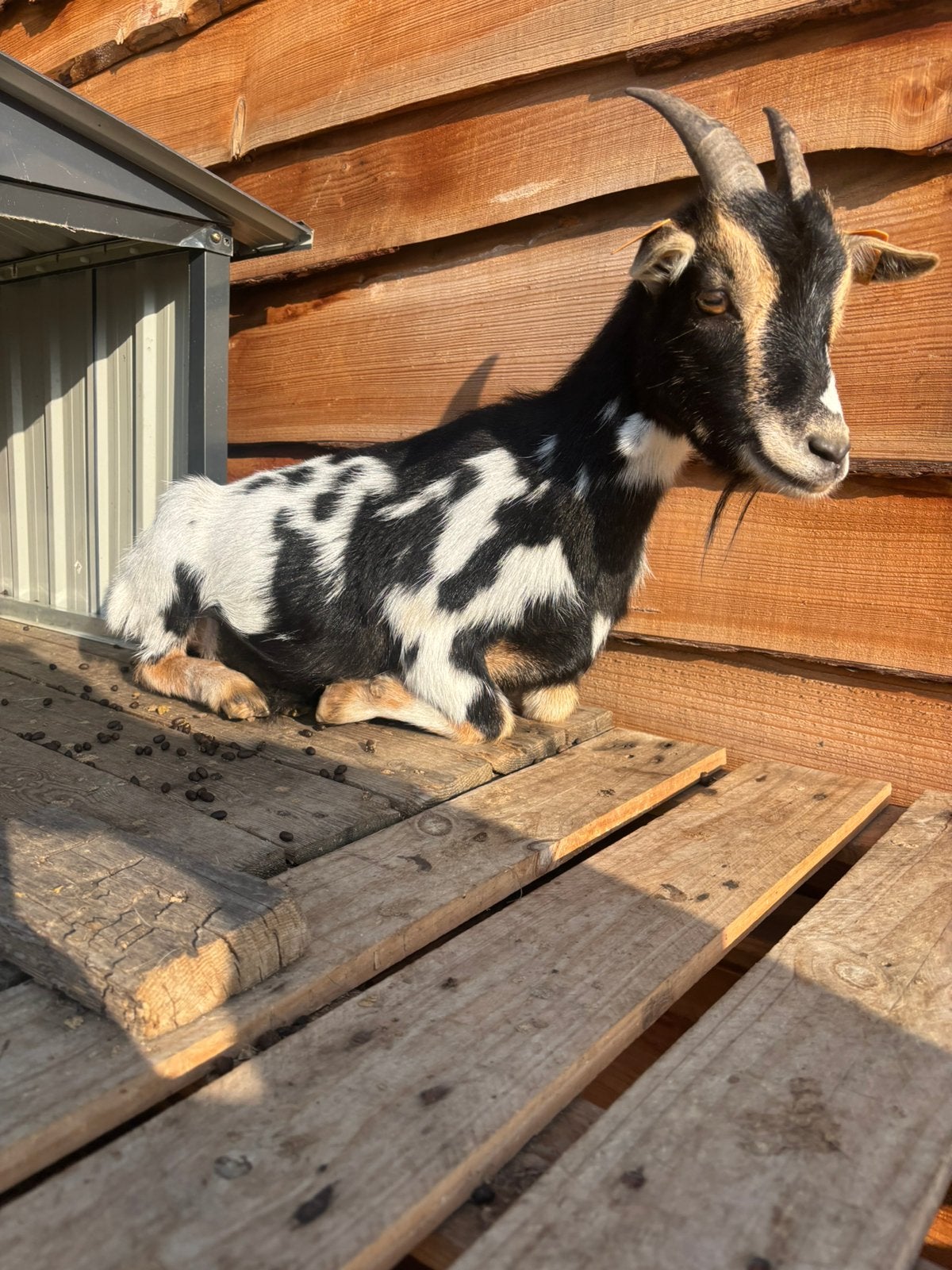 5 dwerggeit miekes te koop, Dieren en Toebehoren
