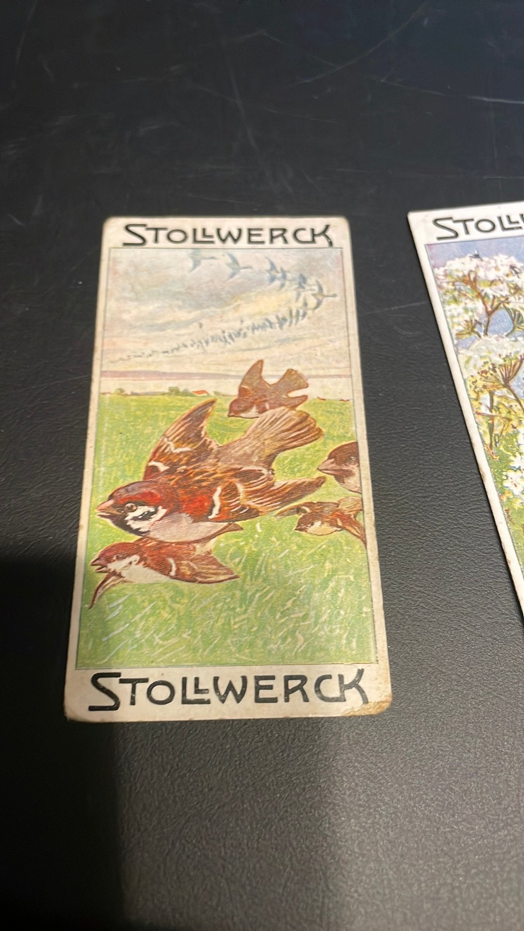 Stollwerck chromo groep 6(x3a), Verzamelen, Gebruikt, Ophalen of Verzenden, 1940 tot 1960, Dier