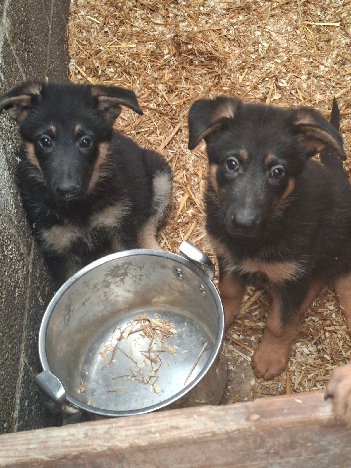 Duitse herder pups., Chienne, 8 à 15 semaines, Éleveur | Loisir, Un chien