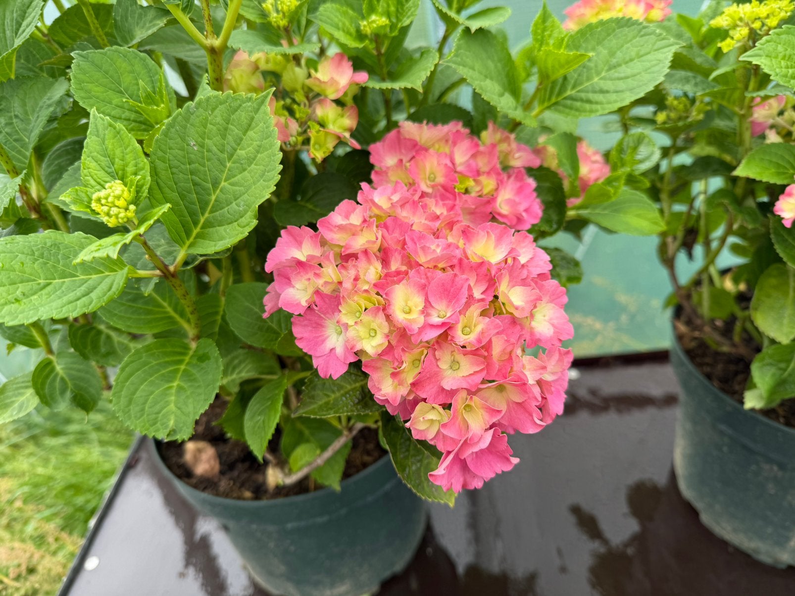 Hortensia, Ophalen