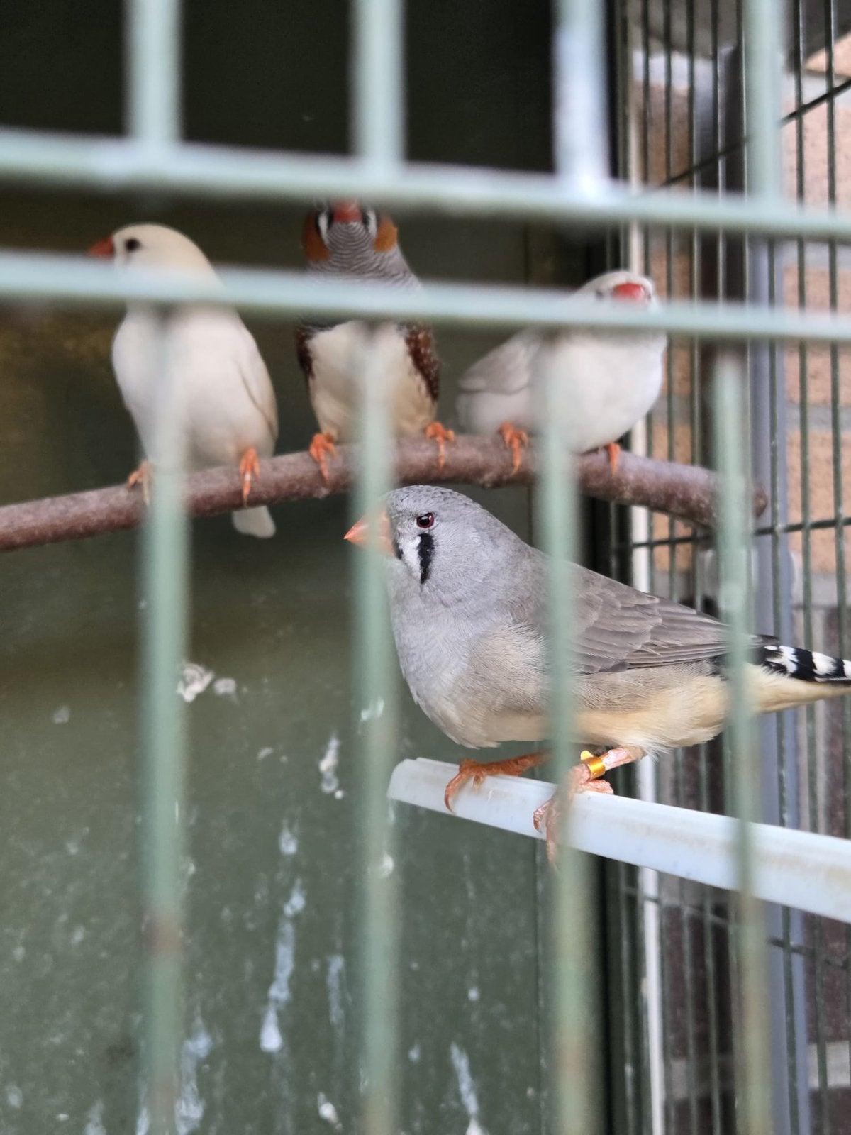 Zebravinken, Dieren en Toebehoren, Meerdere dieren, Tropenvogel, Tam