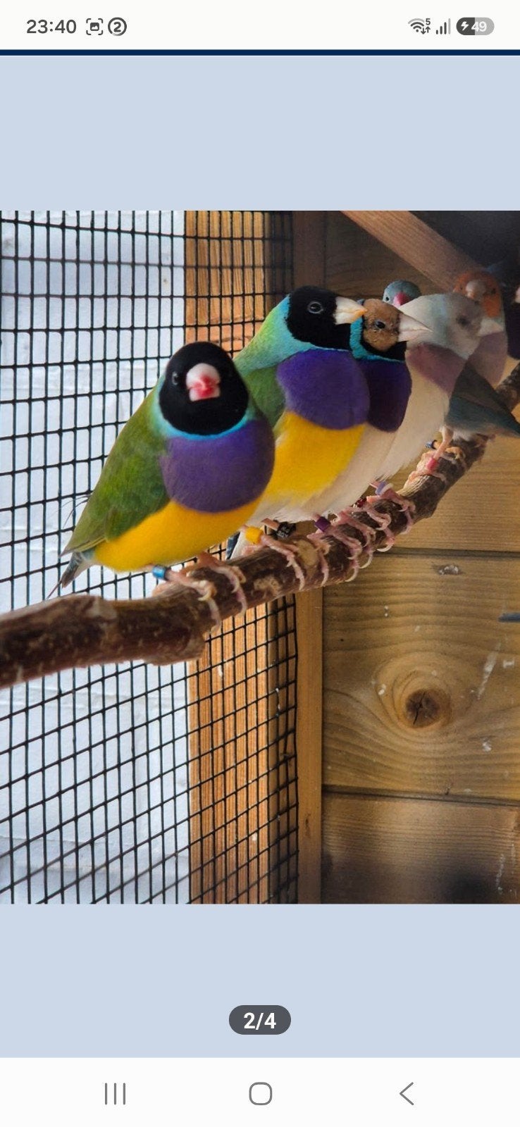 Gouldamadine Gould disponible, Animaux & Accessoires, Oiseaux | Oiseaux Autre