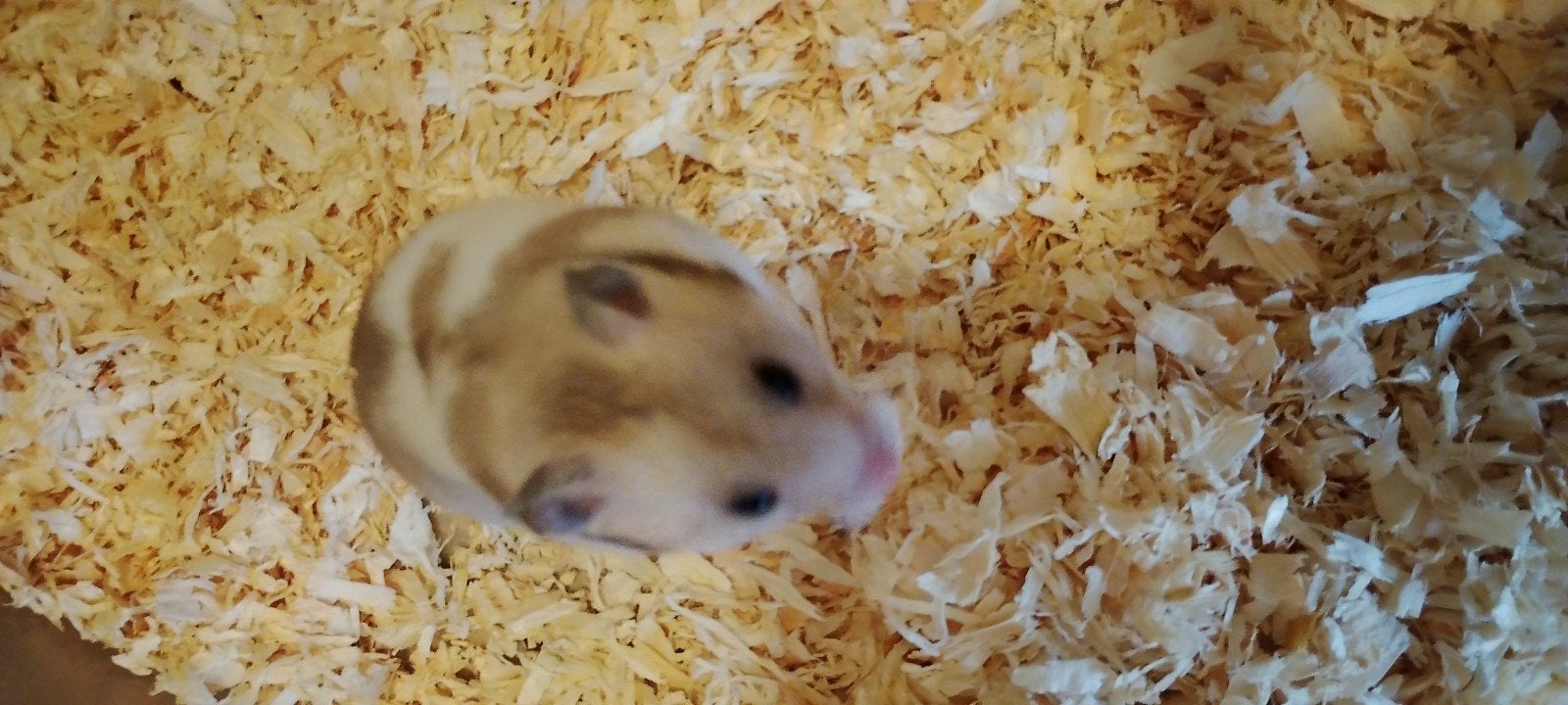Goudhamster, Dieren en Toebehoren, Knaagdieren, Hamster, April, Vrouwelijk, Tam