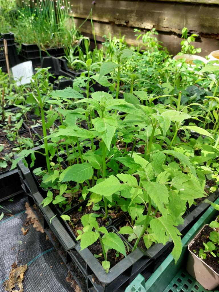 Allerlei planten - P9, Tuin en Terras, Ophalen