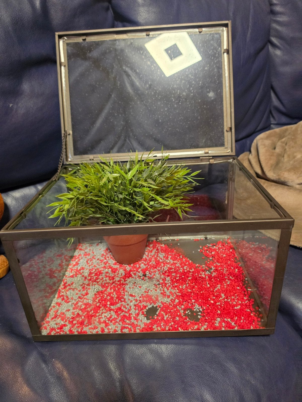 planten terrarium, Tuin en Terras, Ophalen