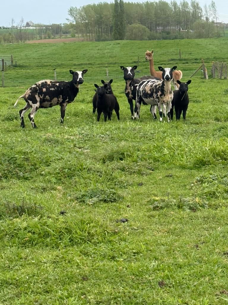 3 ooien met lammeren, Femelle, Mouton, 0 à 2 ans