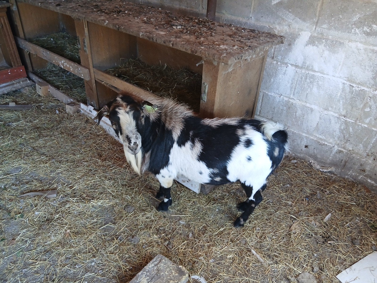 Bouc de chèvre, Animaux & Accessoires, Moutons, Chèvres & Cochons, Mâle, Chèvre, 0 à 2 ans