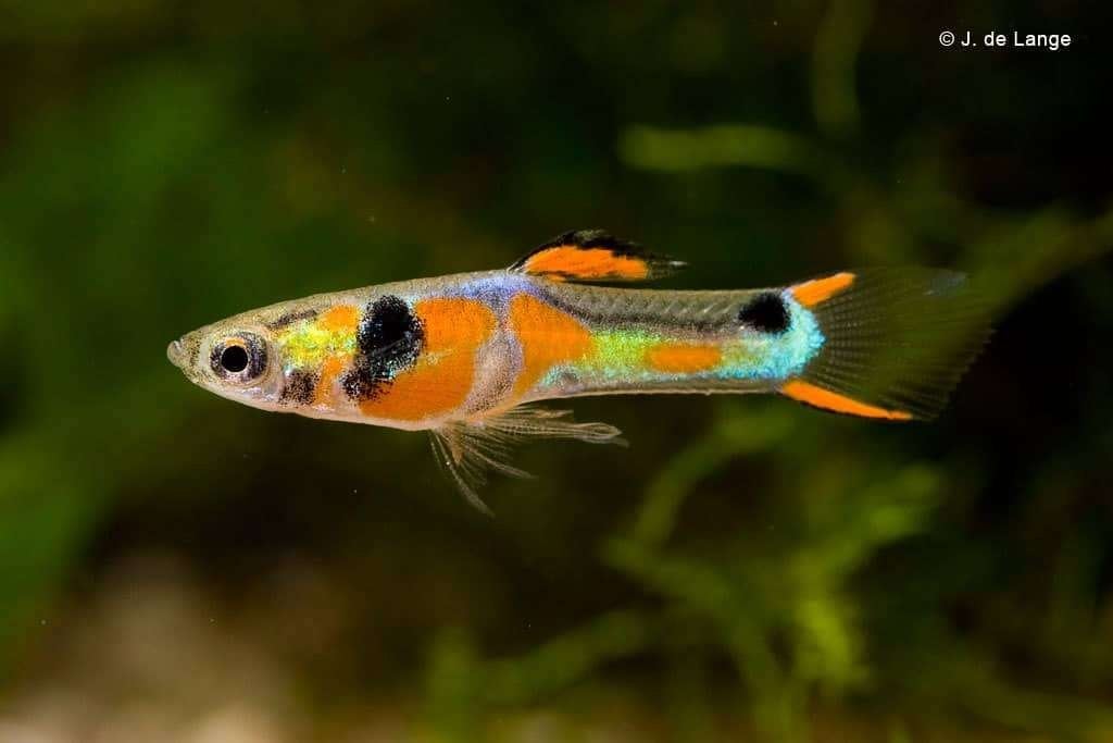 ENDLER GUPPY, Vis, Zoetwatervis, Schoolvis