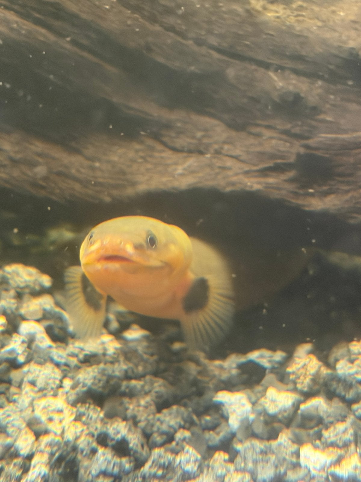 2 wimpelalen, Poisson, Poisson d'eau douce
