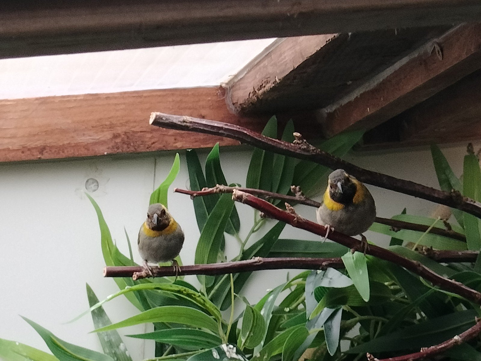 kleine Cubavink, Bagué