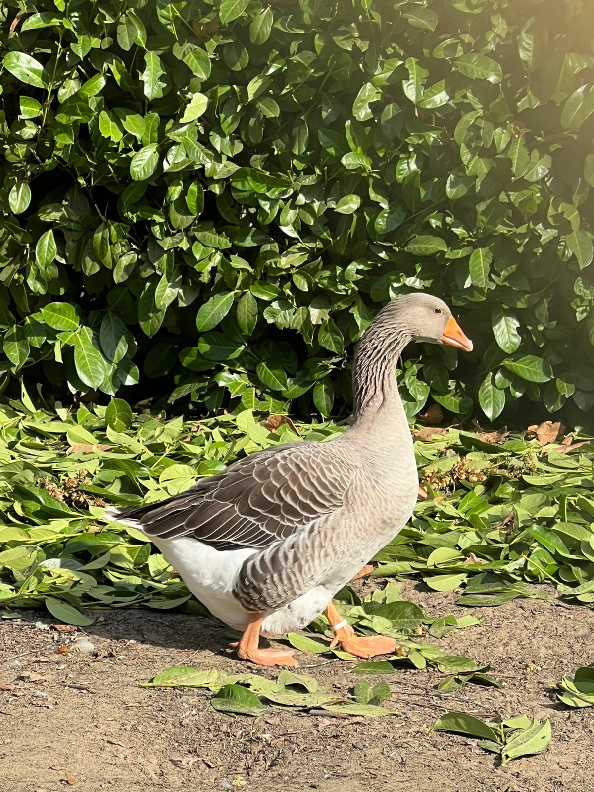 Mooi Toulouse gans vrouwtje, Dieren en Toebehoren