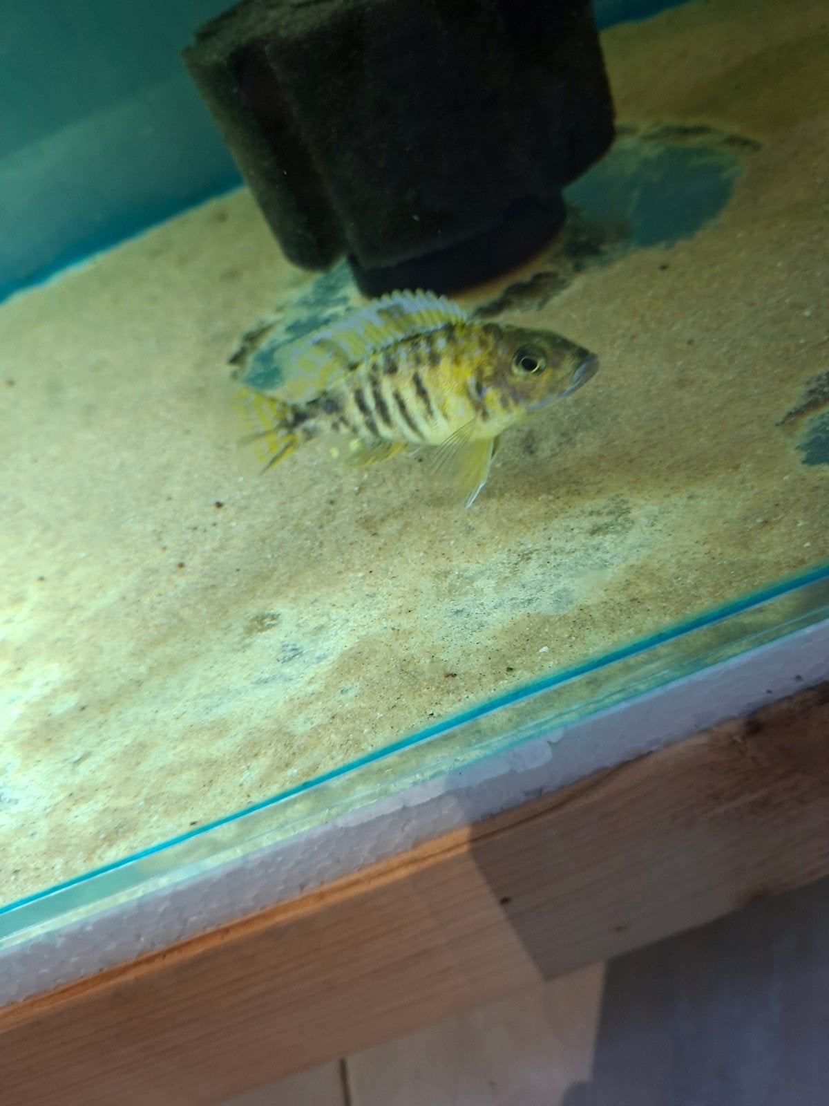 cichlides malawi couple trio aulonocara ob yello