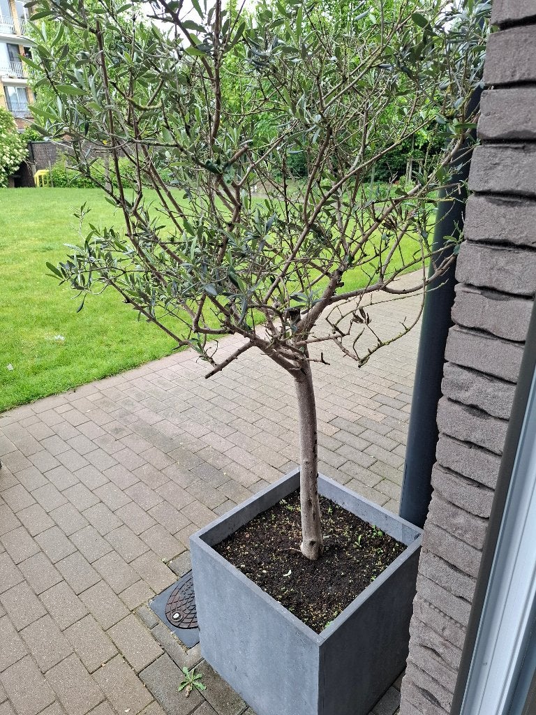 Olijfbomen, Ophalen, Olijfboom
