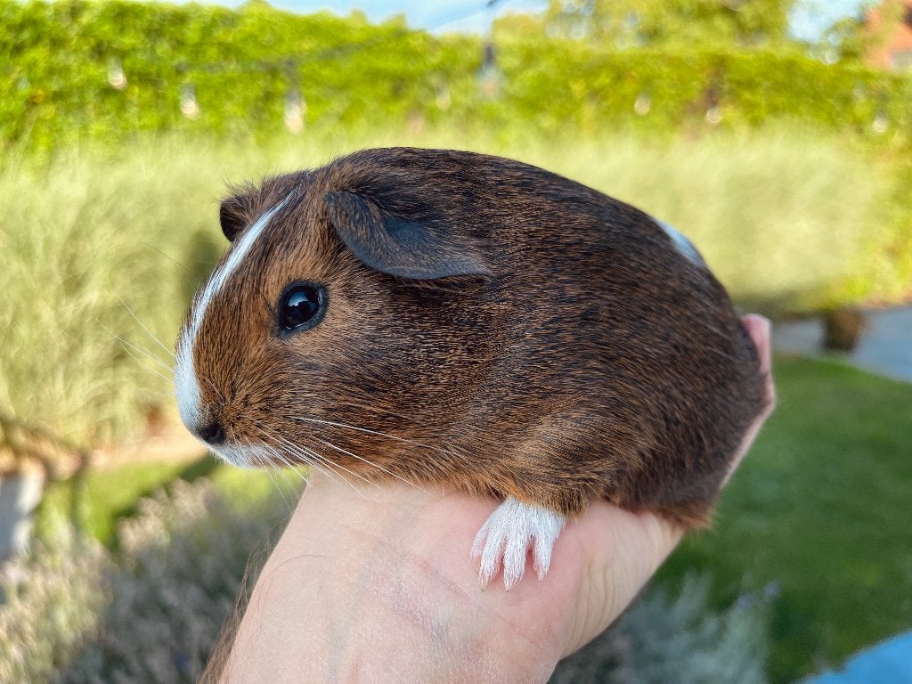 Cavia zeugje, Dieren en Toebehoren, Knaagdieren, Cavia, Juli, Vrouwelijk, Tam