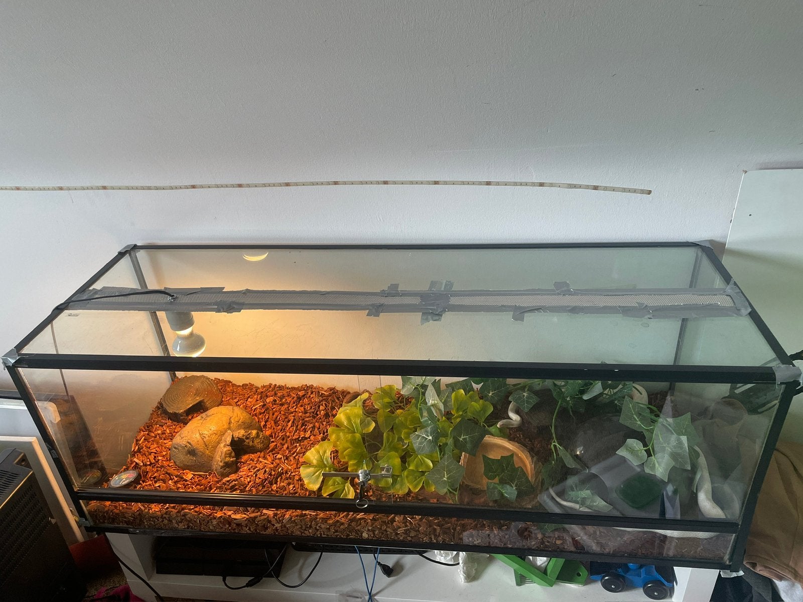2 koren slangen te koop, Ophalen, Gebruikt